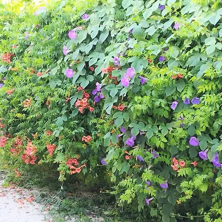 Bed & Breakfast Gli Oleandri