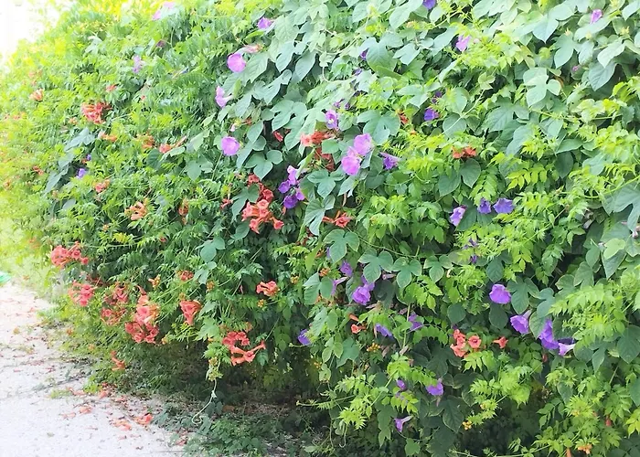 Oda ve Kahvaltı Gli Oleandri